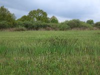 NL, Gelderland, Berg en Dal, De Bruuk 39, Saxifraga-Hans Boll