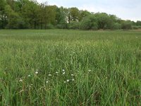 NL, Gelderland, Berg en Dal, De Bruuk 47, Saxifraga-Hans Boll