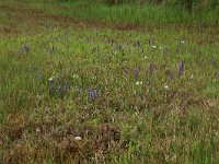 NL, Gelderland, Berg en Dal, De Bruuk 54, Saxifraga-Hans Boll