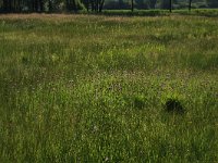 NL, Gelderland, Berg en Dal, De Bruuk 7, Saxifraga-Hans Boll