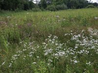 NL, Gelderland, Berg en Dal, De Bruuk 86, Saxifraga-Hans Boll