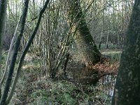 NL, Gelderland, Berg en Dal, Erlecom 3, Saxifraga-Hans Boll