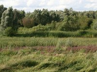 NL, Gelderland, Berg en Dal, Kekerdomse Waard 1, Saxifraga-Hans Boll