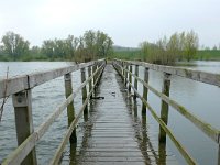 NL, Gelderland, Berg en Dal, Millingerwaard 1, Saxifraga-Tom Heijnen