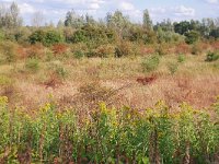 NL, Gelderland, Berg en Dal, Millingerwaard 20, Saxifraga-Tom Heijnen