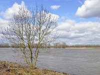 NL, Gelderland, Berg en Dal, Millingerwaard 6, Saxifraga-Tom Heijnen