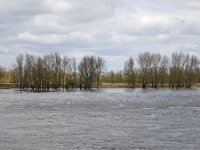 NL, Gelderland, Berg en Dal, Millingerwaard 7, Saxifraga-Tom Heijnen