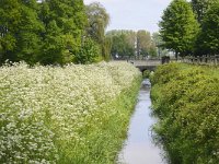 NL, Gelderland, Berg en Dal, SE of Groesbeek 1, Saxifraga-Tom Heijnen