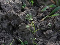 NL, Gelderland, Brummen, Cortenoever 101, Saxifraga-Hans Boll