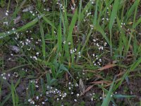 NL, Gelderland, Brummen, Cortenoever 103, Saxifraga-Hans Boll