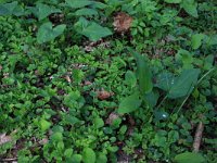 NL, Gelderland, Brummen, Cortenoever 118, Saxifraga-Hans Boll