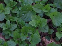 NL, Gelderland, Brummen, Cortenoever 121, Saxifraga-Hans Boll