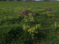 NL, Gelderland, Brummen, Cortenoever 30, Saxifraga-Hans Boll