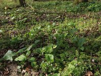 NL, Gelderland, Brummen, Cortenoever 71, Saxifraga-Hans Boll