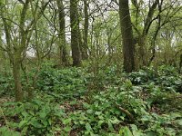 NL, Gelderland, Brummen, Cortenoever 80, Saxifraga-Hans Boll