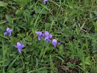 NL, Gelderland, Brummen, Cortenoever 89, Saxifraga-Hans Boll