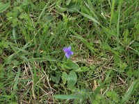 NL, Gelderland, Brummen, Cortenoever 90, Saxifraga-Hans Boll