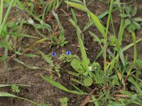 NL, Gelderland, Brummen, Cortenoever 92, Saxifraga-Hans Boll