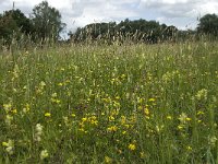 NL, Gelderland, Buren, Tichelgaten 26, Saxifraga-Willem van Kruijsbergen