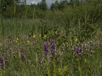 NL, Gelderland, Buren, Tichelgaten 31, Saxifraga-Willem van Kruijsbergen