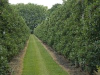 NL, Gelderland, Buren, Zoelen 12, Saxifraga-Willem van Kruijsbergen