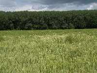 NL, Gelderland, Buren, Zoelen 14, Saxifraga-Willem van Kruijsbergen