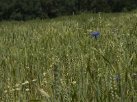 NL, Gelderland, Buren, Zoelen 15, Saxifraga-Willem van Kruijsbergen