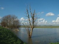 NL, Gelderland, Culemborg, Beusichemse Waard 3, Saxifraga-Marijke Verhagen