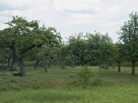 NL, Gelderland, Culemborg, Goilberdingerwaard 1, Saxifraga-Willem van Kruijsbergen