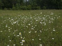 NL, Gelderland, Culemborg, Goilberdingerwaard 11, Saxifraga-Willem van Kruijsbergen