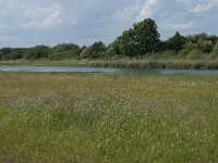 NL, Gelderland, Culemborg, Goilberdingerwaard 13, Saxifraga-Willem van Kruijsbergen