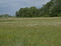 NL, Gelderland, Culemborg, Goilberdingerwaard 18, Saxifraga-Willem van Kruijsbergen