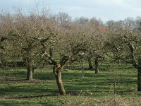 NL, Gelderland, Culemborg, Polder Redichem 2, Saxifraga-Jan van der Straaten