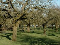 NL, Gelderland, Culemborg, Polder Redichem 3, Saxifraga-Jan van der Straaten