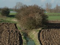 NL, Gelderland, Culemborg, Redichemse Waard 10, Saxifraga-Marijke Verhagen