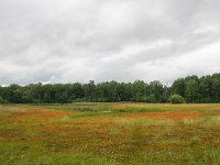 NL, Gelderland, Doetinchem, Kruisbergse Bossen 2, Saxifraga-Bart Vastenhouw