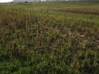 NL, Gelderland, Druten, Afferdensche en Deestsche Waarden 17, Saxifraga-Hans Boll