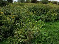 NL, Gelderland, Druten, Afferdensche en Deestsche Waarden 2, Saxifraga-Hans Boll