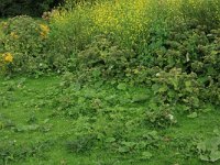 NL, Gelderland, Druten, Afferdensche en Deestsche Waarden 22, Saxifraga-Hans Boll