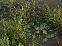 NL, Gelderland, Druten, Afferdensche en Deestsche Waarden 23, Saxifraga-Hans Boll