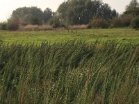 NL, Gelderland, Druten, Afferdensche en Deestsche Waarden 26, Saxifraga-Hans Boll