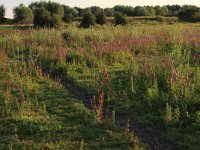 NL, Gelderland, Druten, Afferdensche en Deestsche Waarden 34, Saxifraga-Hans Boll