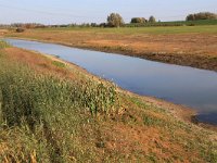 NL, Gelderland, Druten, Afferdensche en Deestsche Waarden 43, Saxifraga-Hans Boll