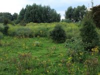 NL, Gelderland, Druten, Afferdensche en Deestsche Waarden 46, Saxifraga-Hans Boll