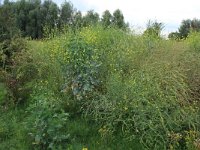 NL, Gelderland, Druten, Afferdensche en Deestsche Waarden 51, Saxifraga-Hans Boll