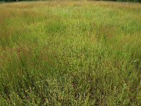 NL, Gelderland, Ede, Bennekomse Meent 10, Saxifraga-Hans Boll