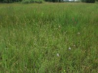 NL, Gelderland, Ede, Bennekomse Meent 12, Saxifraga-Hans Boll