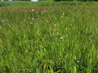 NL, Gelderland, Ede, Bennekomse Meent 28, Saxifraga-Hans Boll