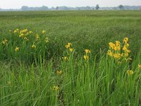 NL, Gelderland, Ede, Bennekomse Meent 3, Saxifraga-Hans Boll