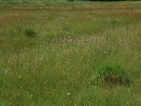 NL, Gelderland, Ede, Bennekomse Meent 31, Saxifraga-Hans Boll